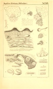 n968_w1150