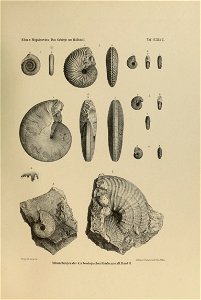 n518_w1150