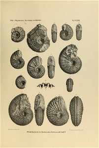 n458_w1150