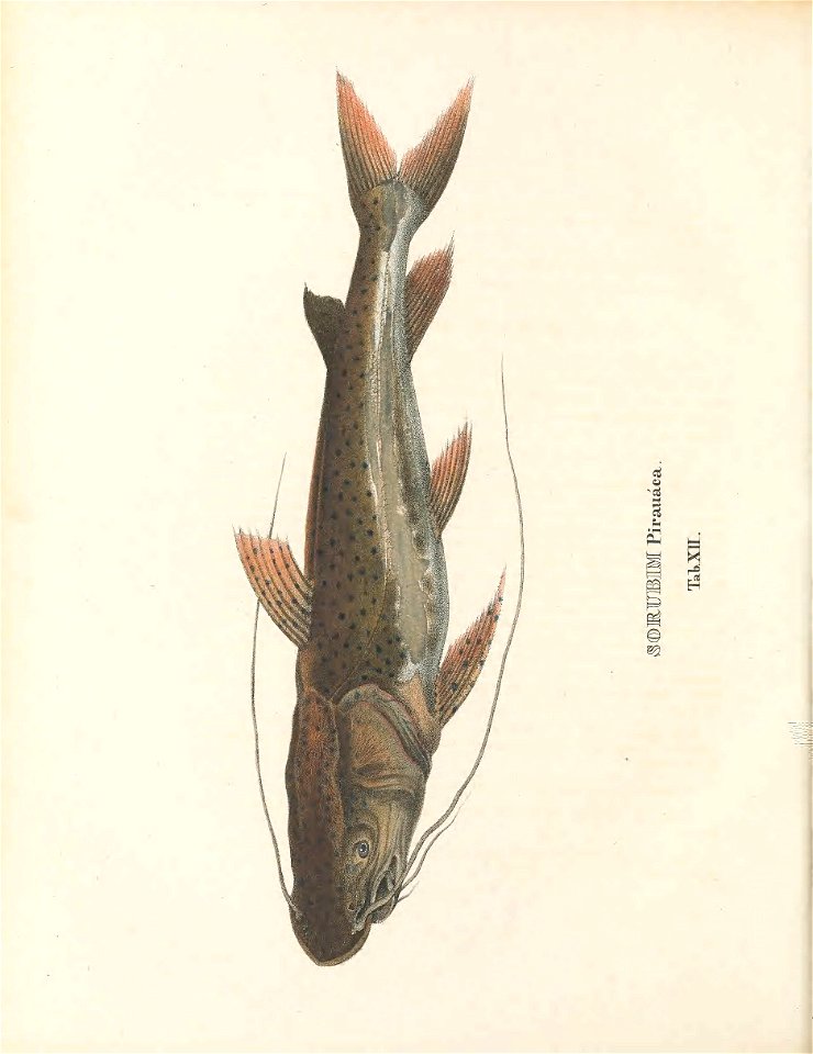 n123_w1150
