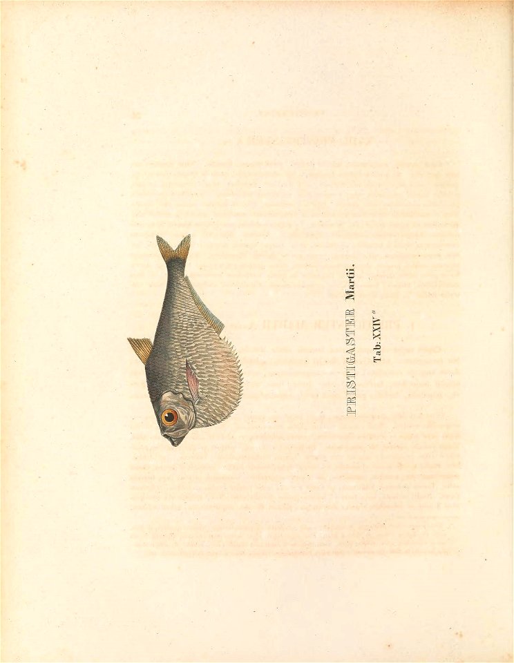 n181_w1150