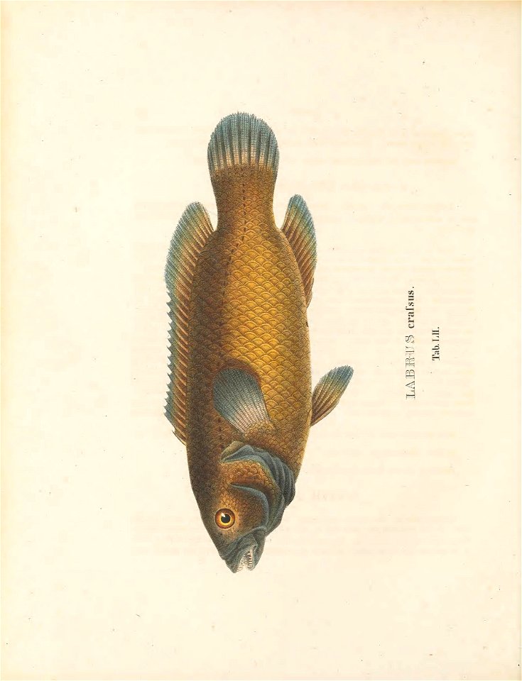 n279_w1150
