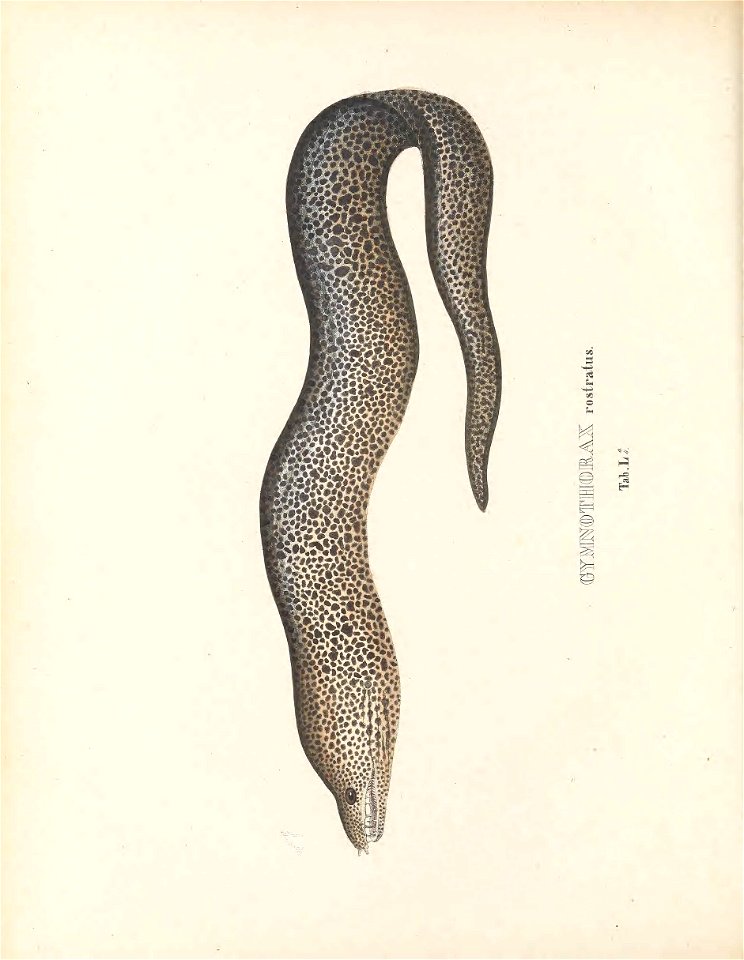 n269_w1150