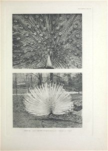 n368_w1150