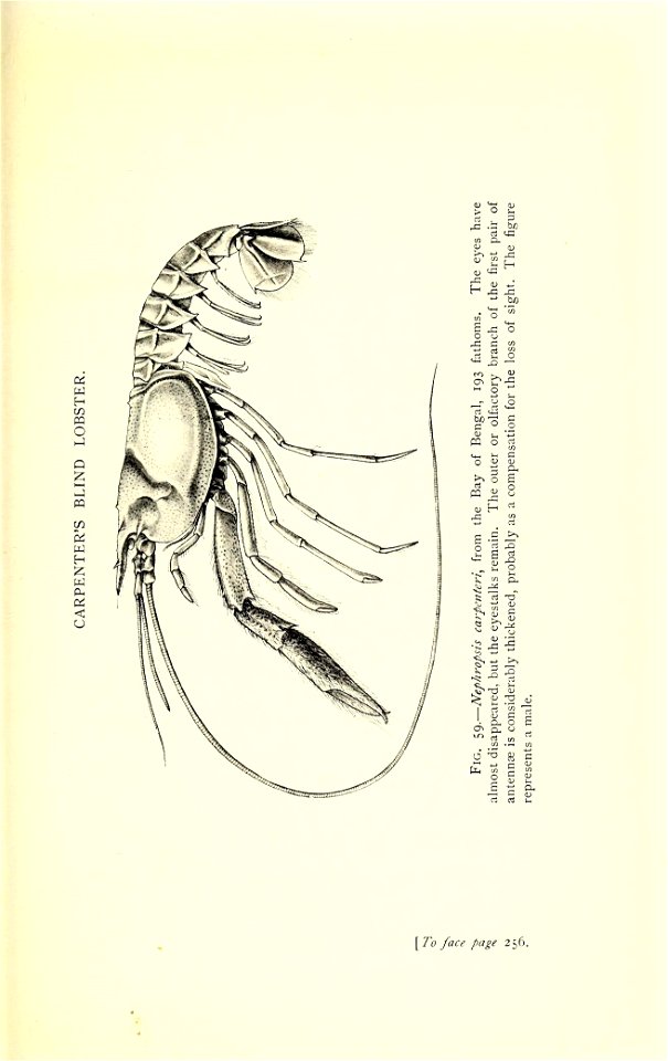 n356_w1150