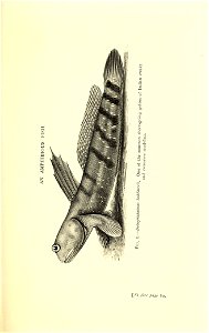 n118_w1150
