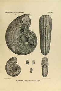 n466_w1150