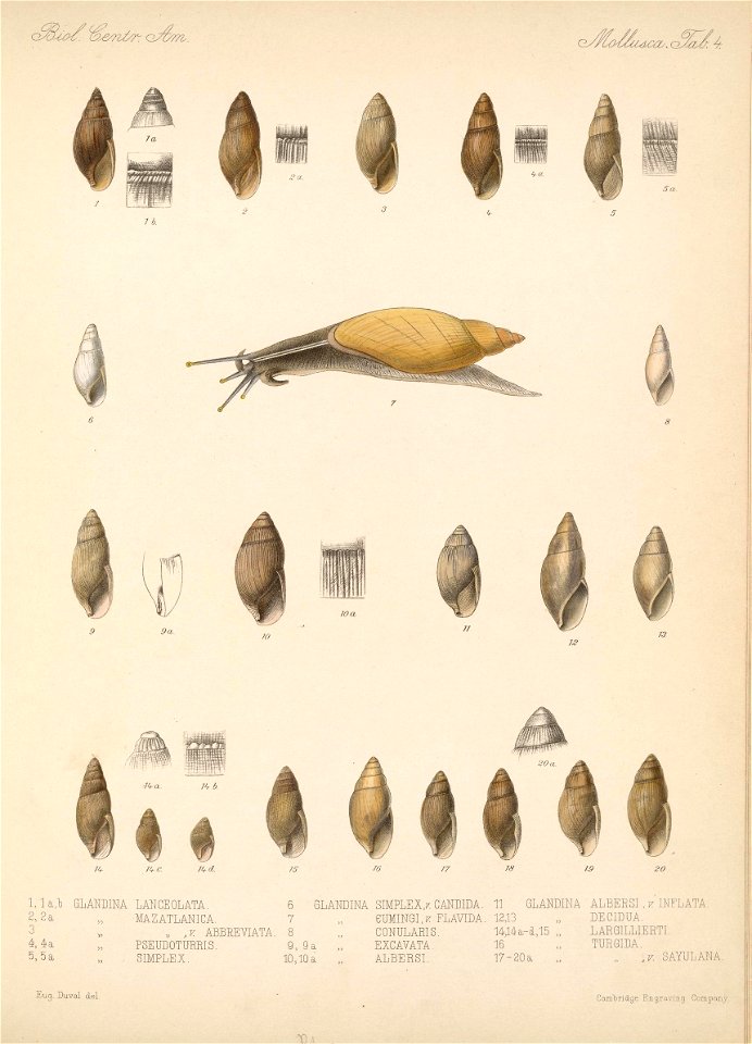 n716_w1150