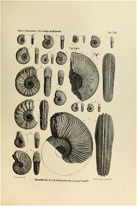 n342_w1150