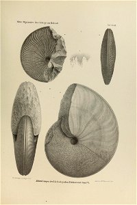 n338_w1150