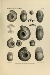 n158_w1150