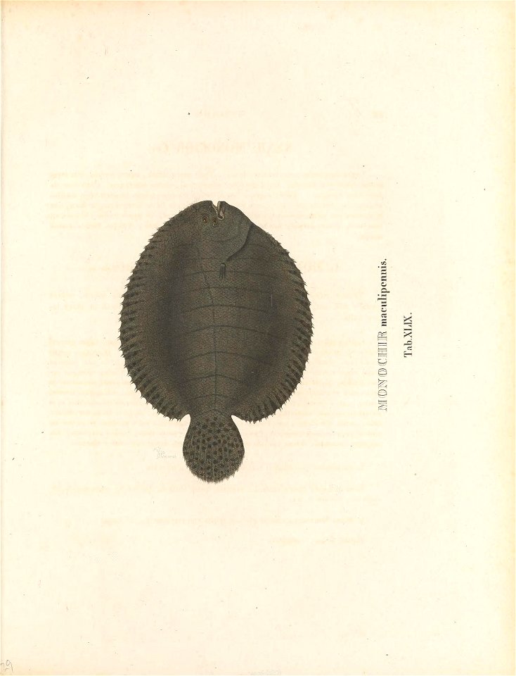 n262_w1150