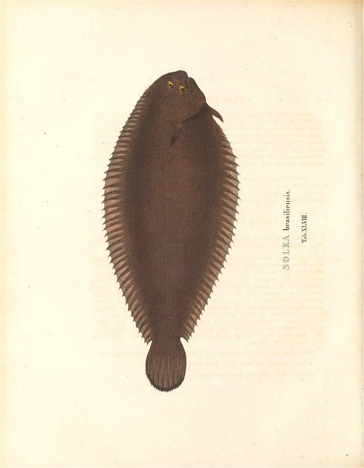 n259_w1150