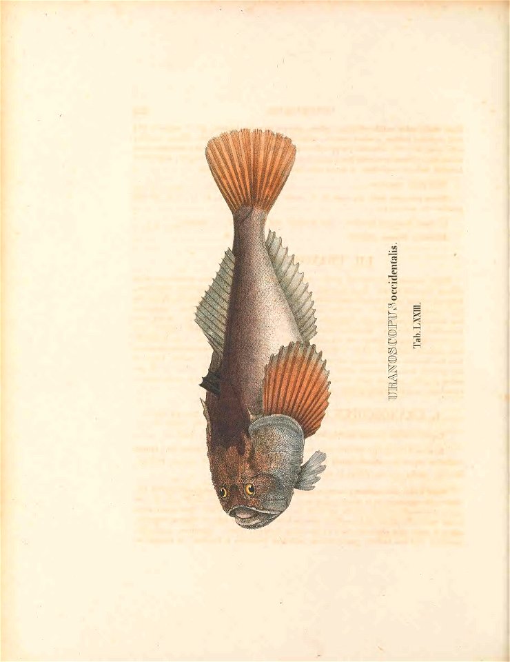 n343_w1150