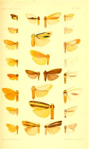 n116_w1150