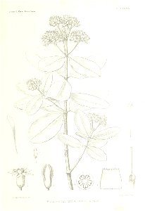 n558_w1150
