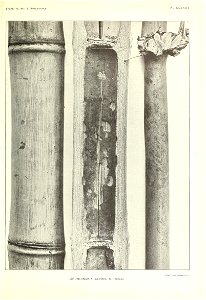 n556_w1150