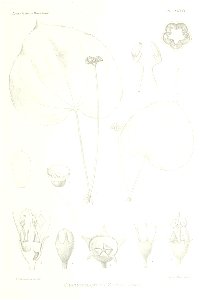 n568_w1150
