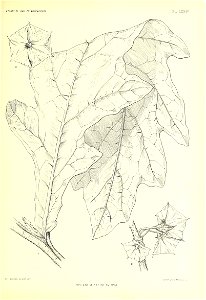 n538_w1150