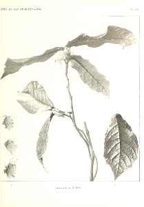n356_w1150