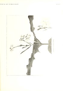 n354_w1150