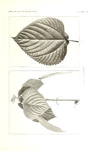 n156_w1150