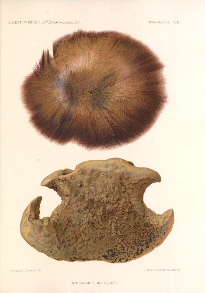 n296_w1150