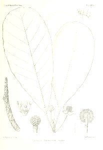 n532_w1150
