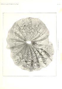 n350_w1150