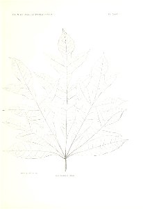 n150_w1150