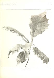 n358_w1150