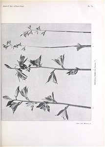 n176_w1150