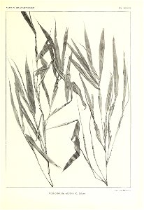 n552_w1150