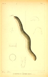 n81_w1150