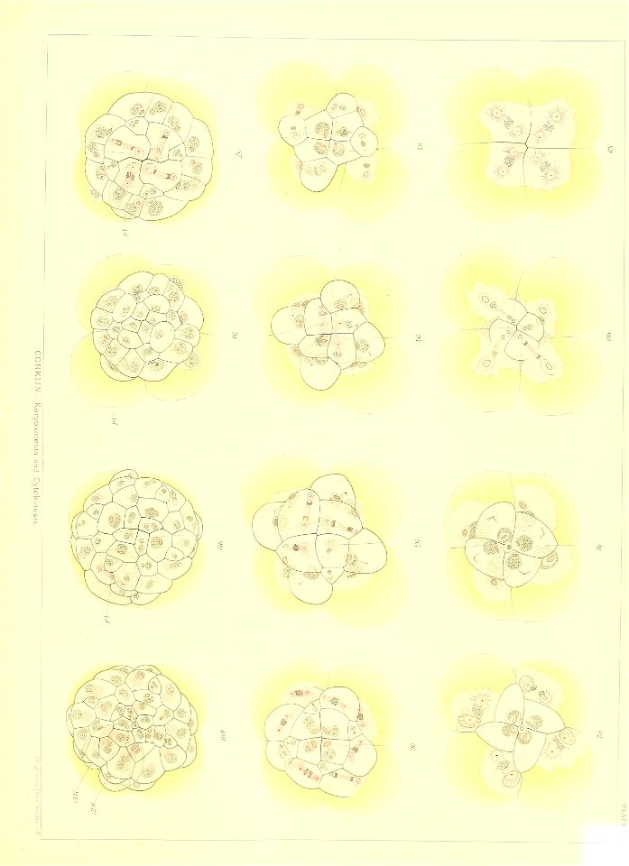 n598_w1150