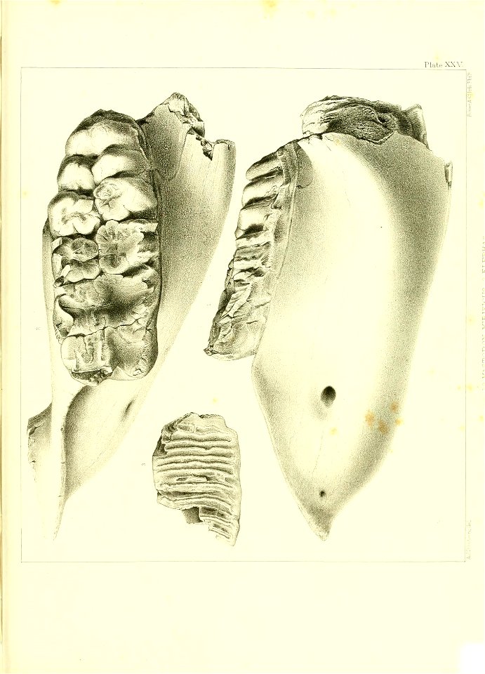 n530_w1150