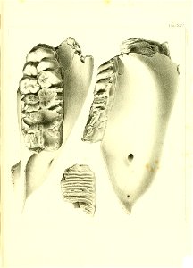n530_w1150