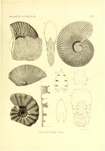 n538_w1150