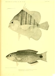 n632_w1150