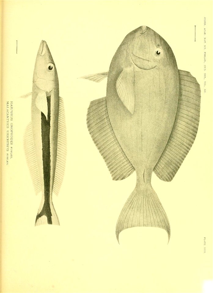 n630_w1150
