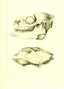 n520_w1150