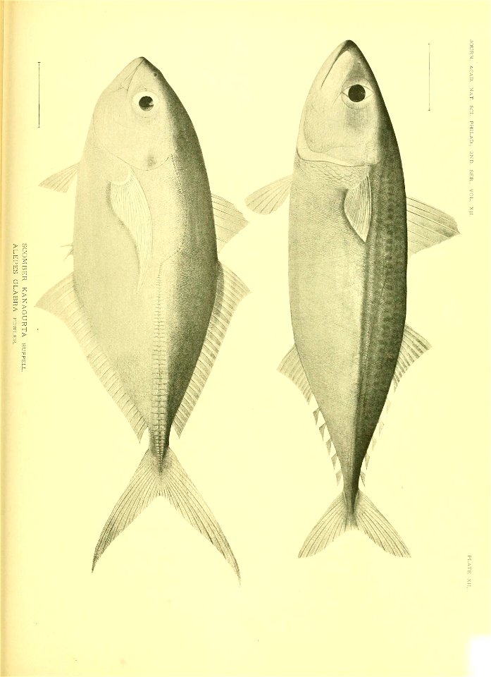 n610_w1150