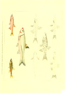n428_w1150