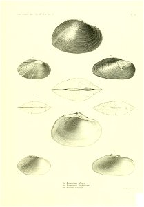 n516_w1150