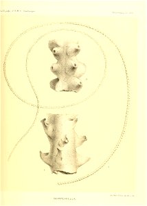 n526_w1150