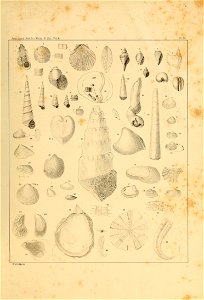 n558_w1150