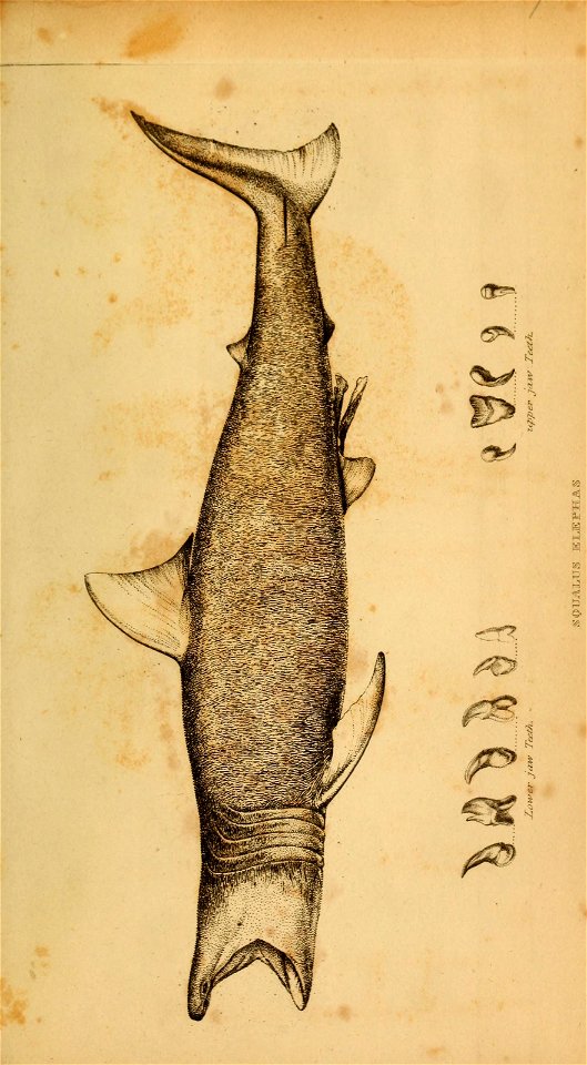 n466_w1150