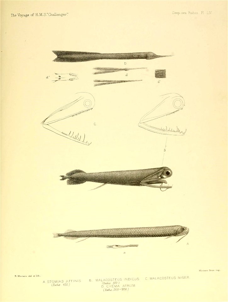 n678_w1150