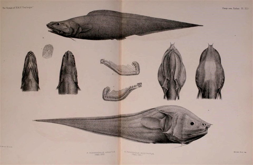 n536_w1150