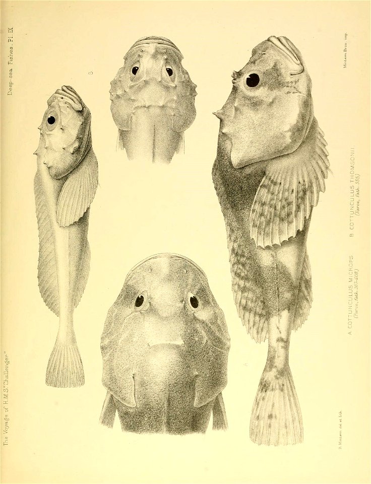 n458_w1150